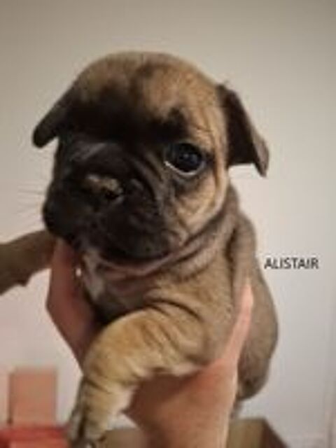   B�b�s bouledogues fran�ais exotiques  