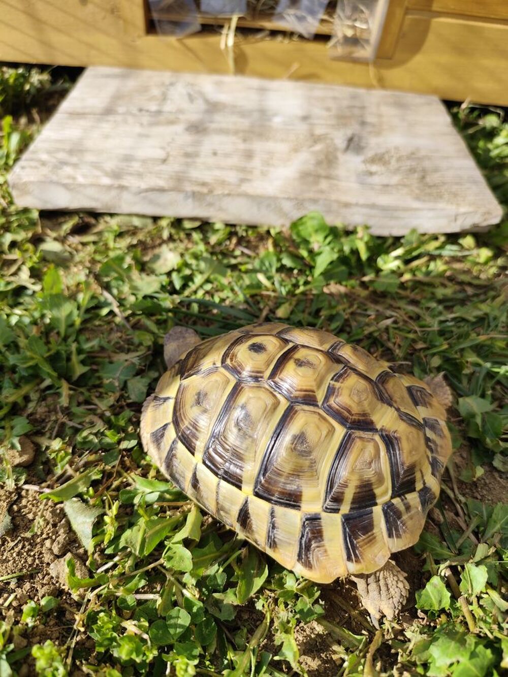   Recherche Tortues Hermann 