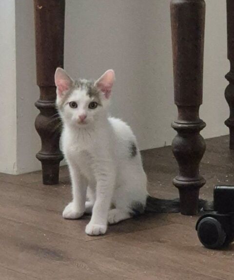BASTET 180 27400 Amfreville-sur-iton