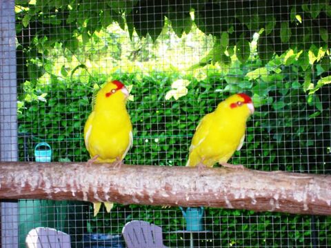 perruche kakariki 40 02100 Saint-quentin