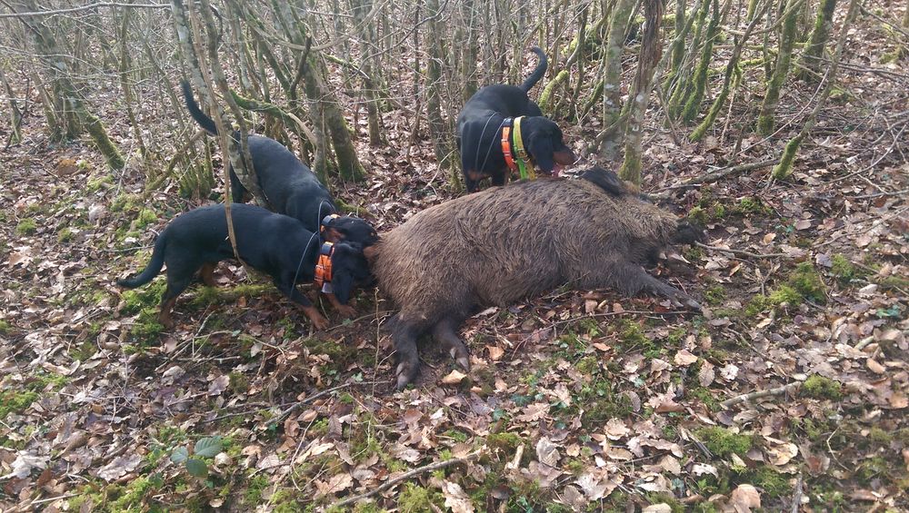 action chasse grand gibier Aube Sports