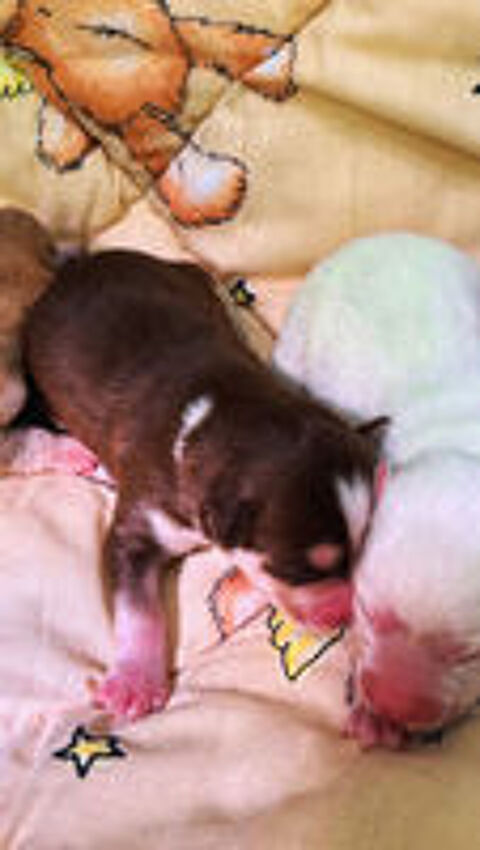   Bébé Pomsky F3  