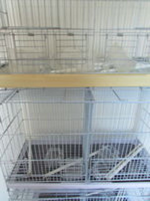   CAGE  