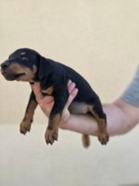   2 chiots jagd terrier mâle  
