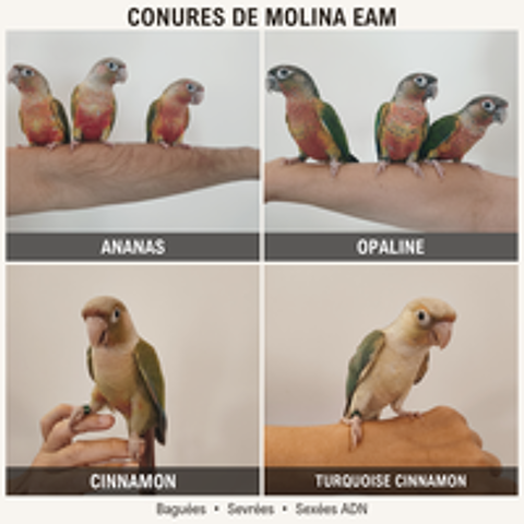   Conures de molina eam 