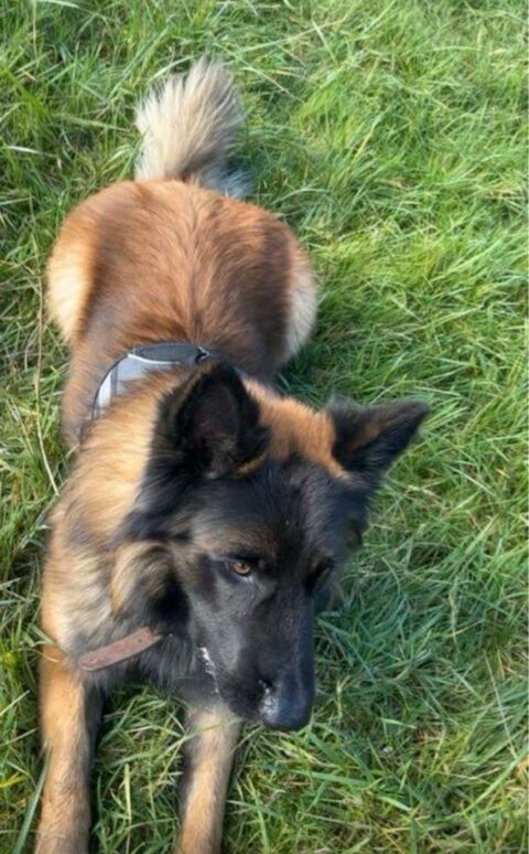 Je m'appelle Pepite je vais avoir 6 ans 0 51700 Dormans