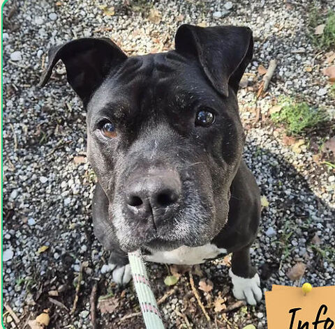 Bonnie ( sos panier retraite) 50 26700 Pierrelatte