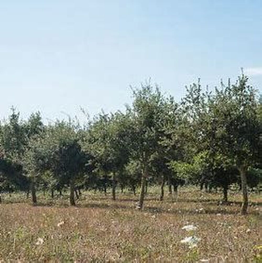 Vente Autre Plantation de chênes truffiers Arcambal