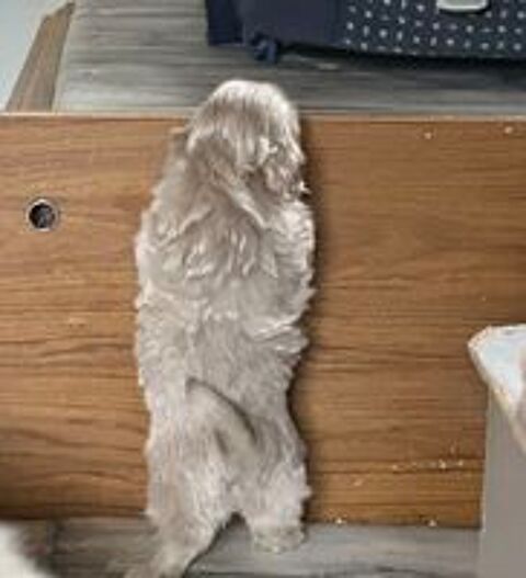   chiots shih tzu non LOF 