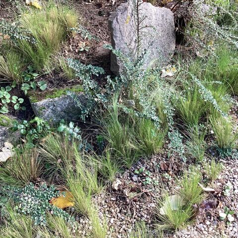 Plants d'arbustes pour jardin 5 Peaugres (07)