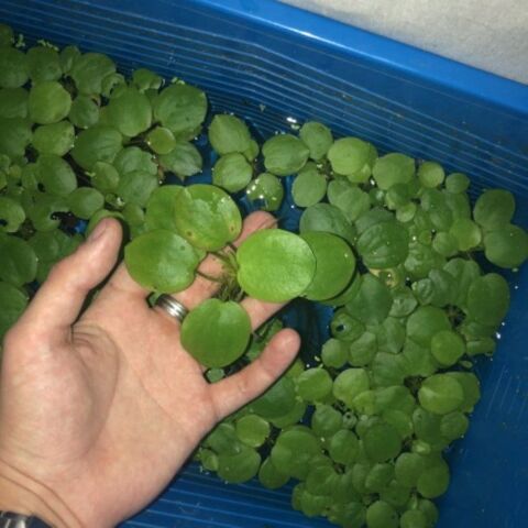 Plante de surface d'aquarium limnobium laevigatum 5 37270 Ath�e-sur-cher