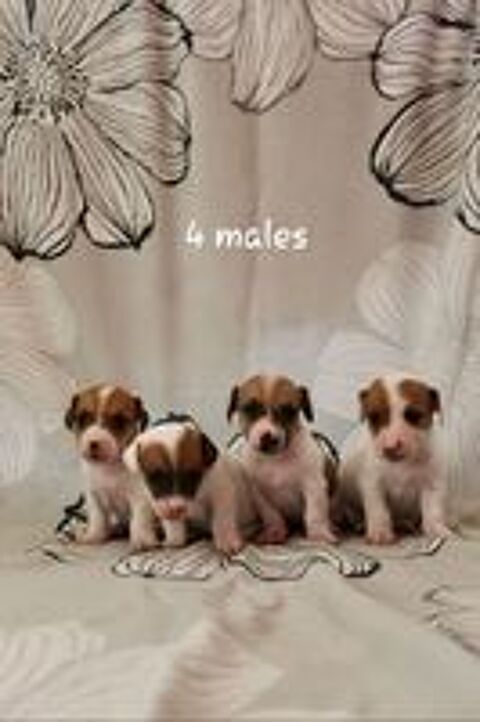   Chiots jack russel Terrier  