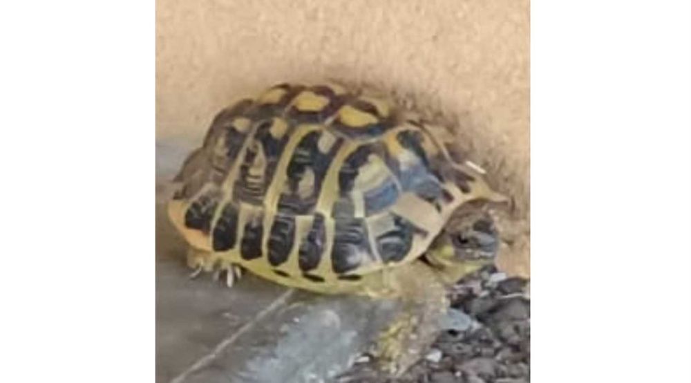 tortue Herman Jardin