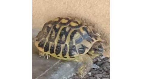 tortue Herman 250 Voiron (38)