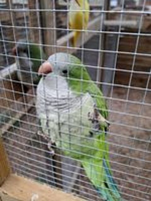   Conure veuve femelle  