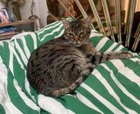   Lucien, chat tigré à adopter 