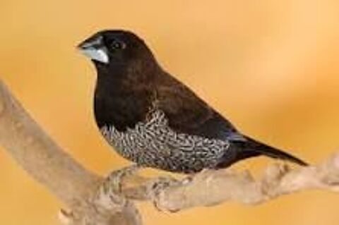 moineaux du japon 10 40380 Saint-geours-d'auribat