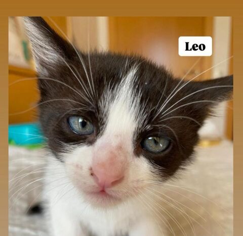 LEO 180 95610 ragny
