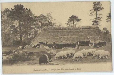 Pacage des moutons devant le parc 4 Castel-Sarrazin (40)