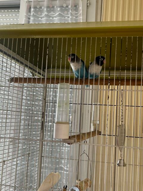 Couple d'insparables   cage 03000 Moulins