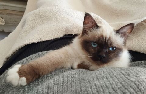 Sacr&eacute; de Birmanie loof  950 56140 Tr�al