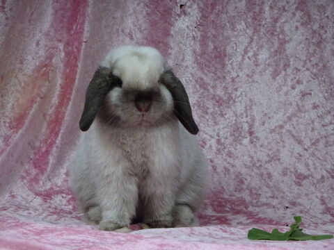Lapin mâle minilop / échange possible 80 05700 Serres