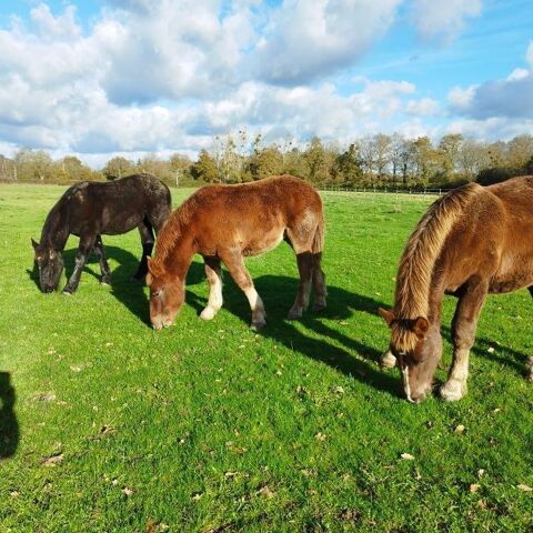 Poulain trait Breton PP 1300 44390 Les touches