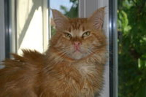   Viking, Maine Coon roux cherche un foyer 