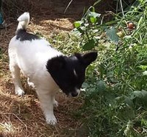   Disponible chihuahua non lof poils longs 