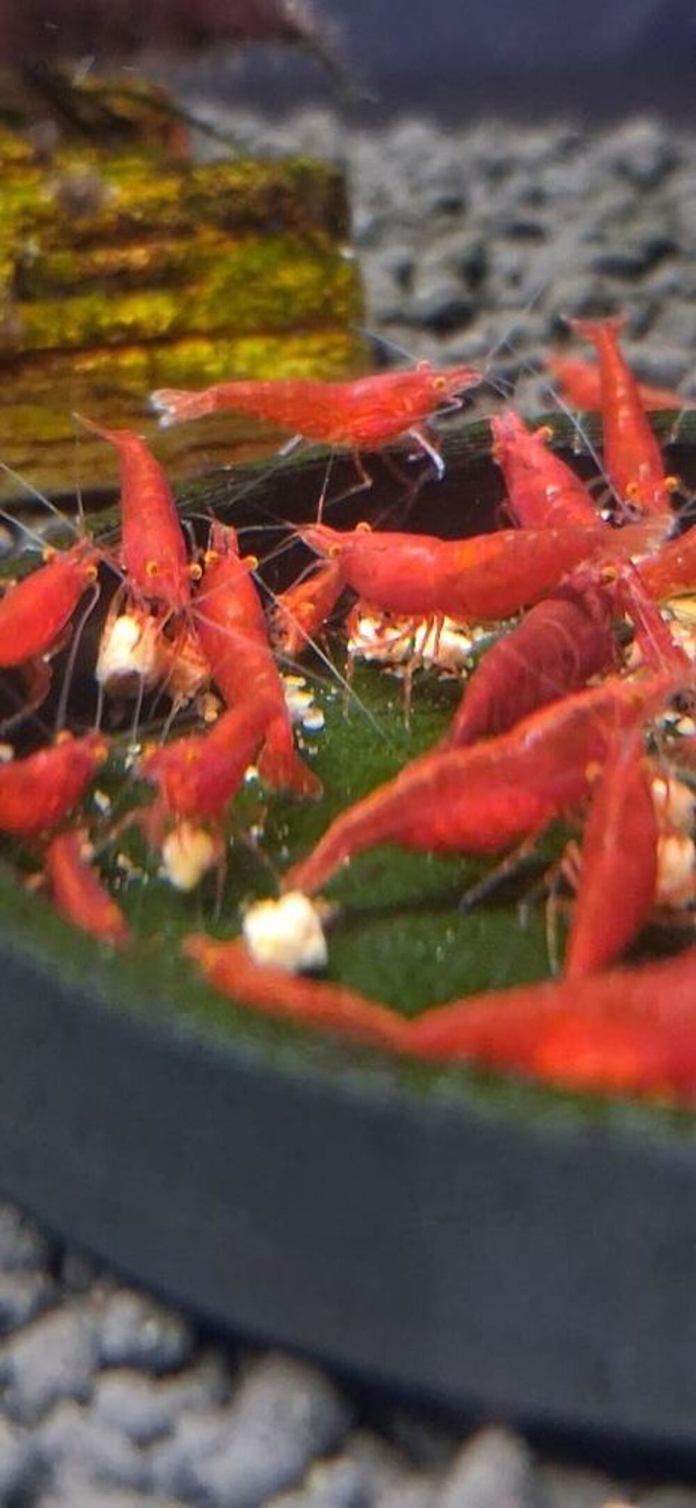   CREVETTES BLOODY MARY OE 