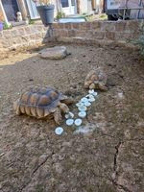   TORTUES SULCATA 