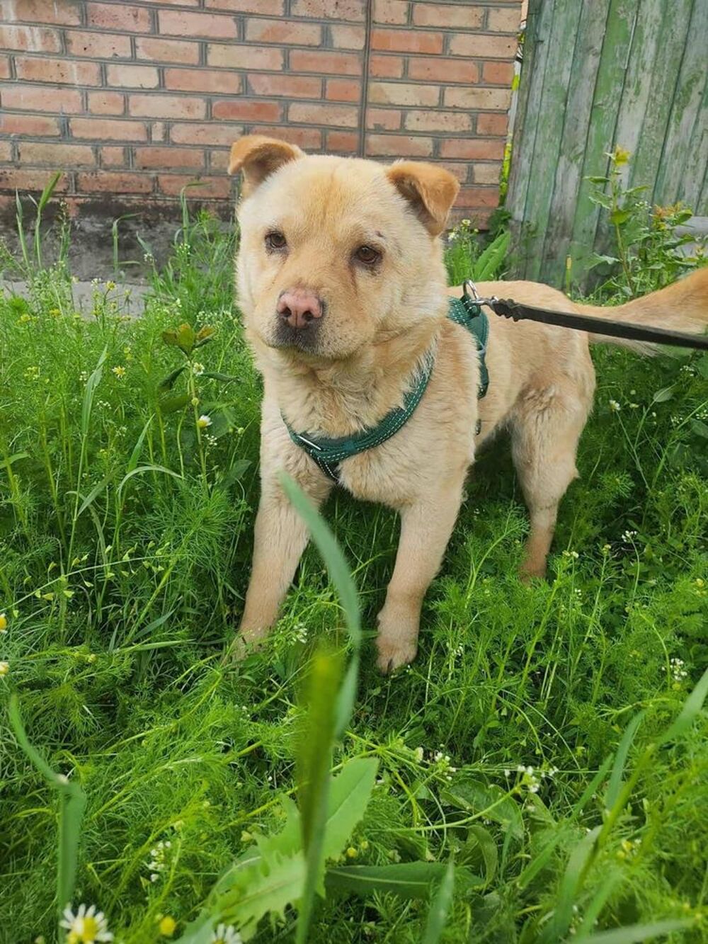   BONNIE  actuellement au refuge en UKRAINE  