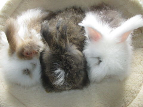 bébé lapin ANGORA ANGLAIS, pure race , yeux bleus 90 18000 Bourges