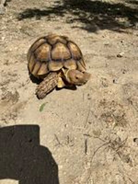   Sulcata male 