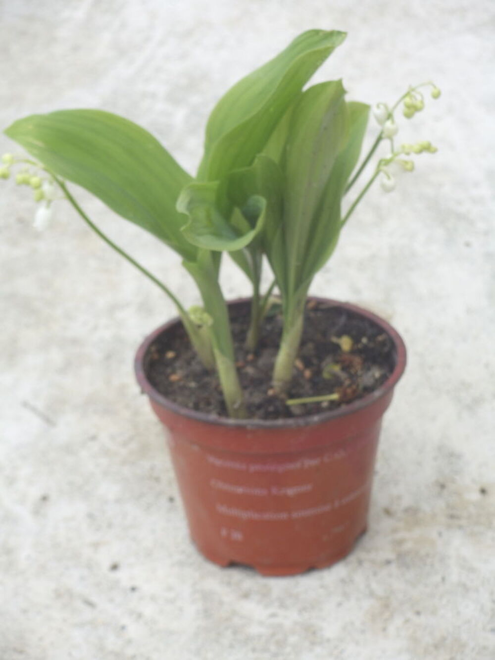 Muguet Jardin