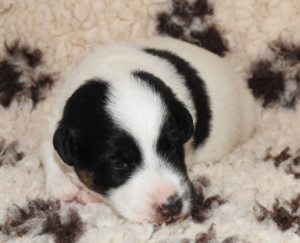   CHIOT LOF FOX TERRIER POIL LISSE, une belle naissance. 