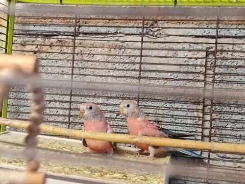 Bourke 60 83340 Le luc