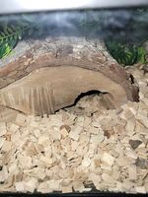   LAMPROPELTIS CALIFORNIAE + TERRARUIM EQUIPE 