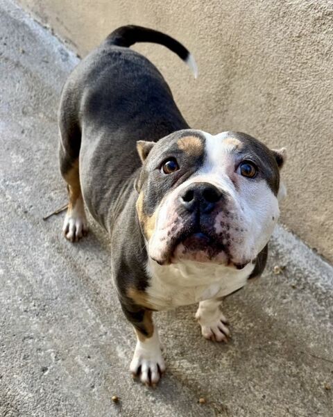 BEVERLY, american pocket, 6 ans (15 kilos) 220 34500 B�ziers