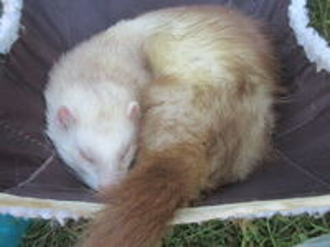   furet Mâle croisé Angora , très affectueux 