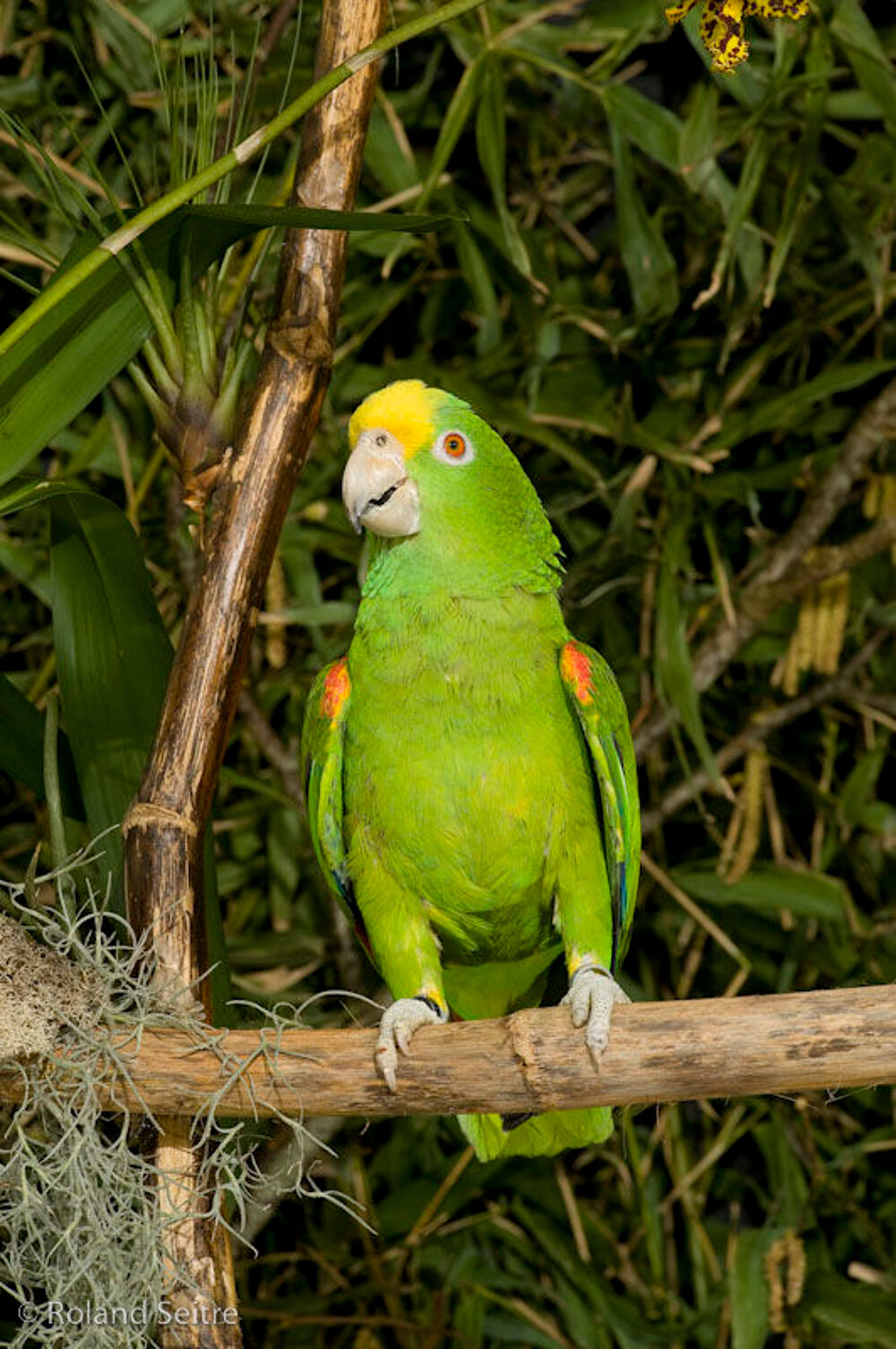   AMAZONE A FRONT JAUNE ELEVE MAIN 