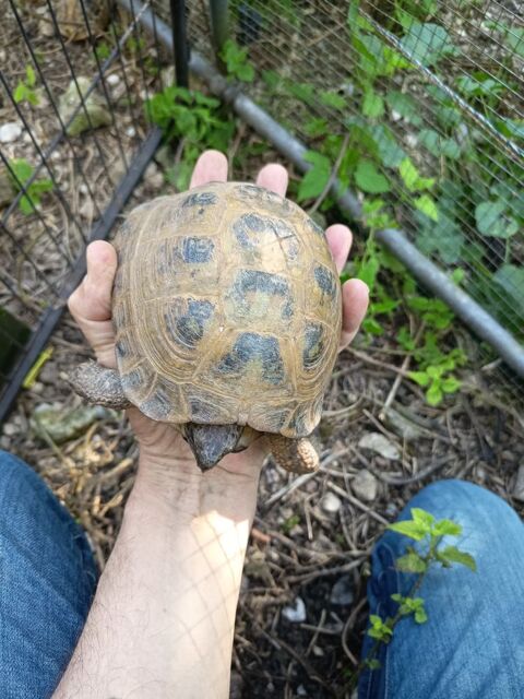 M&acirc;le Testudo Horsffield. 250 46800 Montcuq