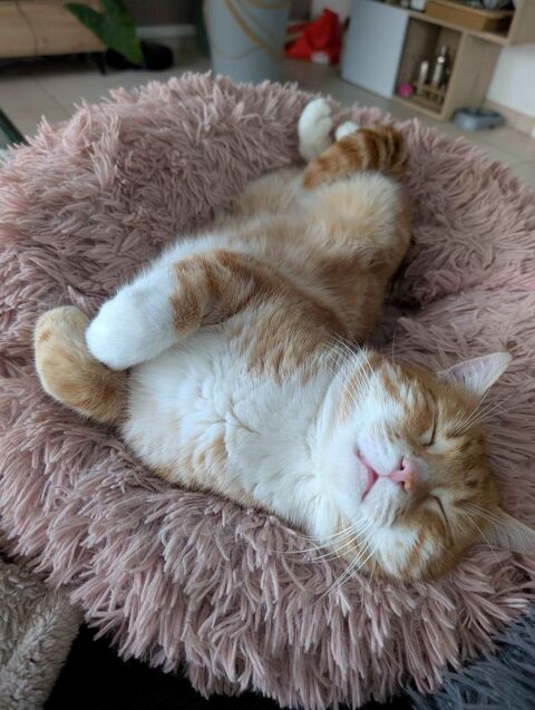 Garfield 190 44000 Nantes