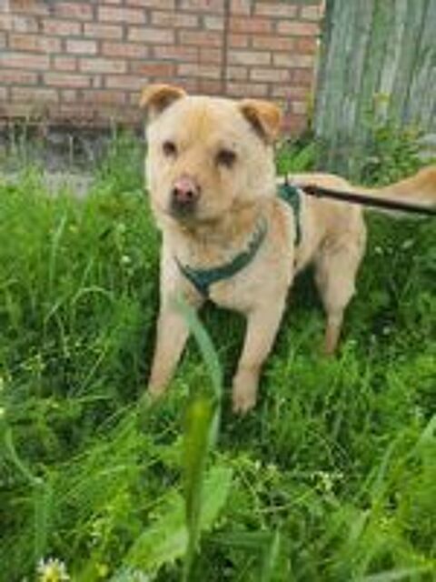   BONNIE  actuellement au refuge en UKRAINE  
