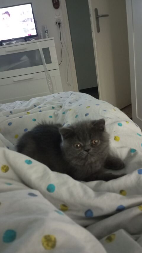 Chatons persan exotic 650 59190 Hazebrouck