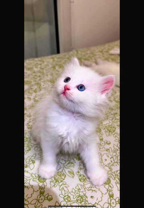 Magnifique, Chaton blanc disponible 650 78200 Mantes-la-jolie