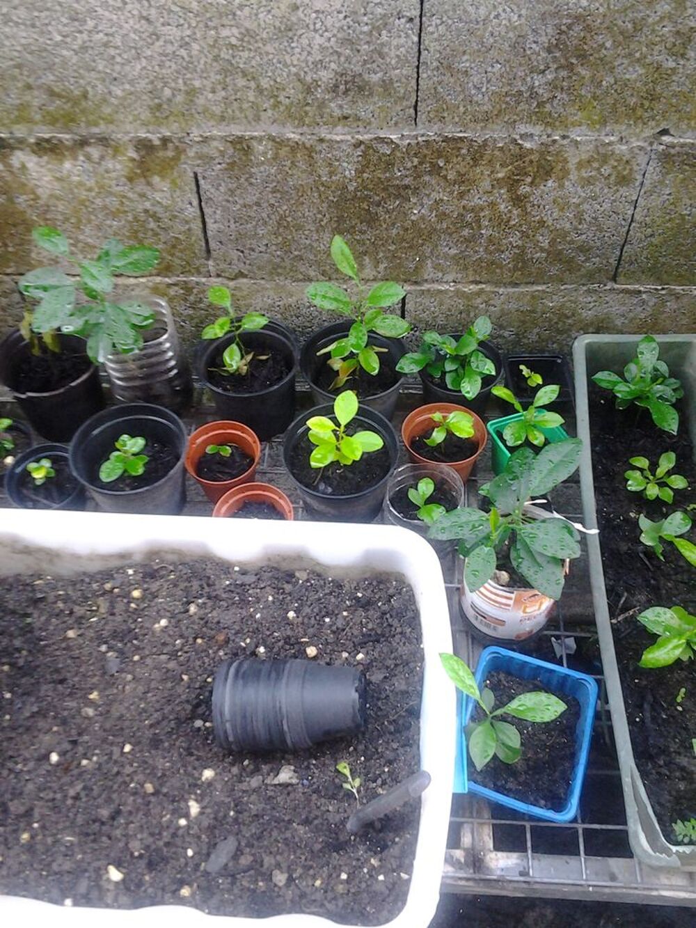 Plants Jardin