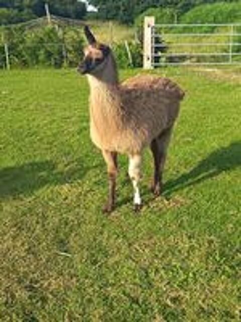   Lama mâle 7 mois  