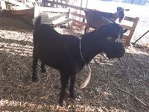   chevreau nain 