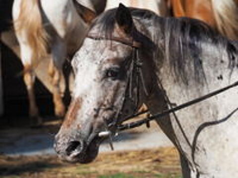   grand choix de poulains et chevaux appaloosa oc et pp 
